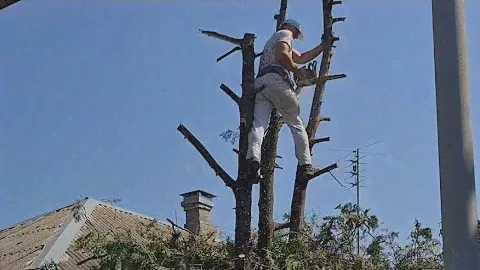 Купила дом Кубанец. Спиливаем деревья на участке...
