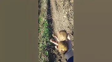 картофель Мадейра сборка