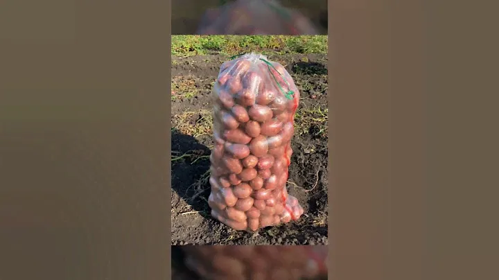 Продвигаем Уральский картофель в регионы России.