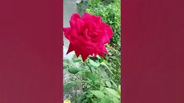 Прекрасная роза!23 г Давид-Городок