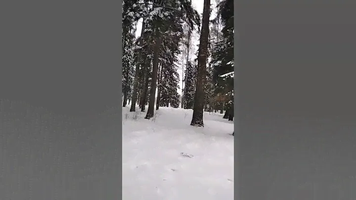 городской посёлок  Сиверский (Siverski),природа 24.01.22