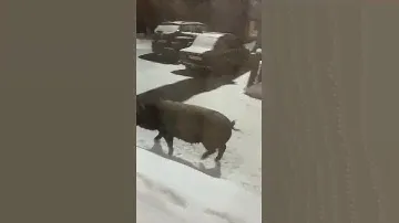 Лесной гость в Кимрах, на улице Комсомольская
