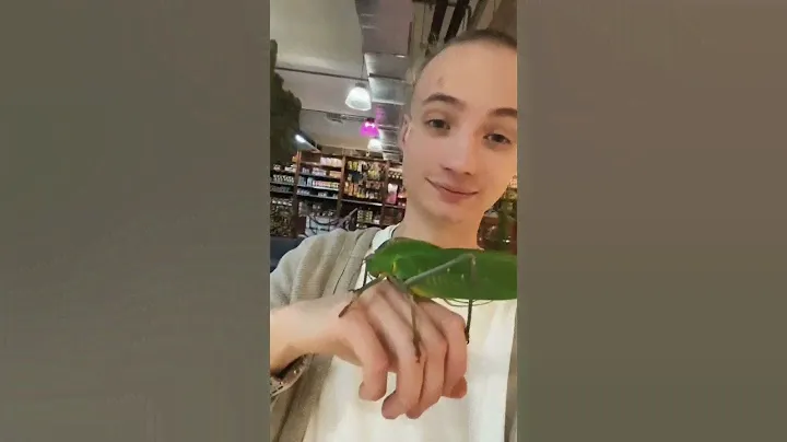 Самый большой кузнечик в МИРЕ!