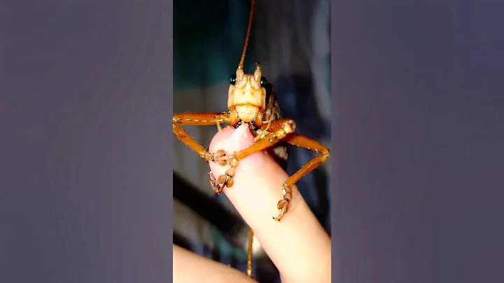 Гигантский кузнечик хочет меня сожрать! 🦗 #katydid #кузнечик