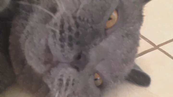 Tomik yawning