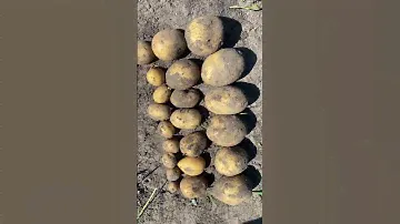 Картофель выкопали через 92 дня