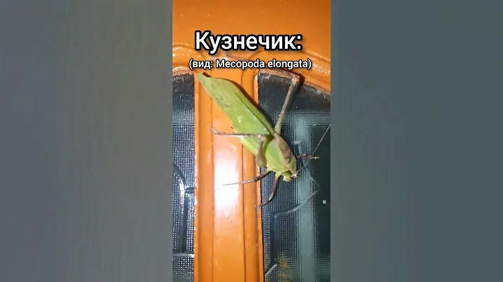Необычное стрекотание кузнечика. #insects #katydid #насекомые #кузнечик