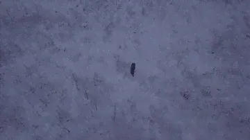 Лось на делянке Кичменгский Городок