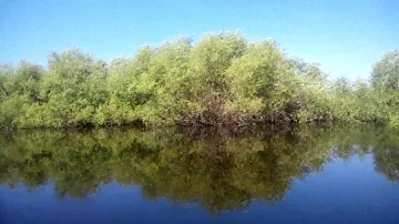 Каргат