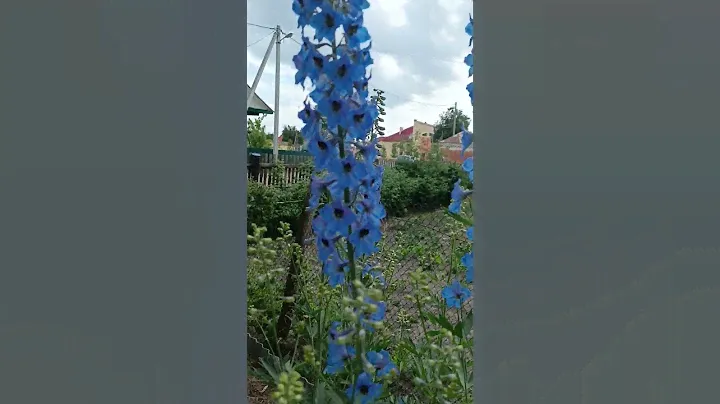 Дельфиниум 3 июня23 г Давид-Городок