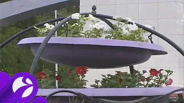 100 тысяч цветов украсят Губкинский этим летом