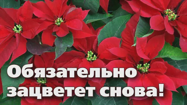СЕКРЕТЫ ВЫРАЩИВАНИЯ РОЖДЕСТВЕНСКОЙ ЗВЕЗДЫ - ПУАНСЕТТИИ.  Это цветок на долгие годы!