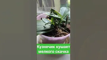 Кузнечик певчий / Кузнечик зеленый