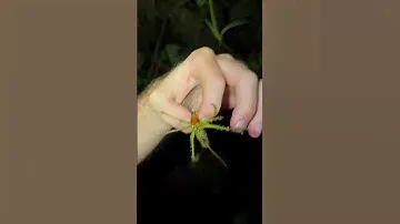 Types of Katydids Part 3 (Виды кузнечиков Часть 3) #katydid